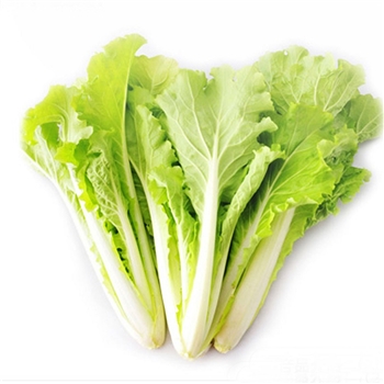 有机杭白菜